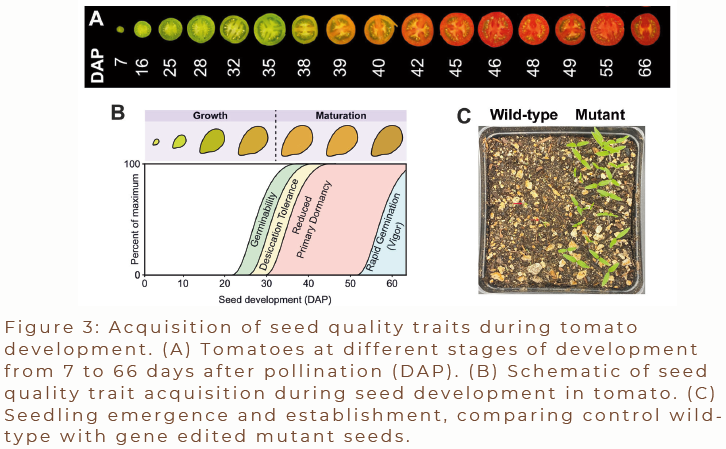 Tomato ripening graphic with seed development sketches and micrographs of wildtype vs mutant embryos