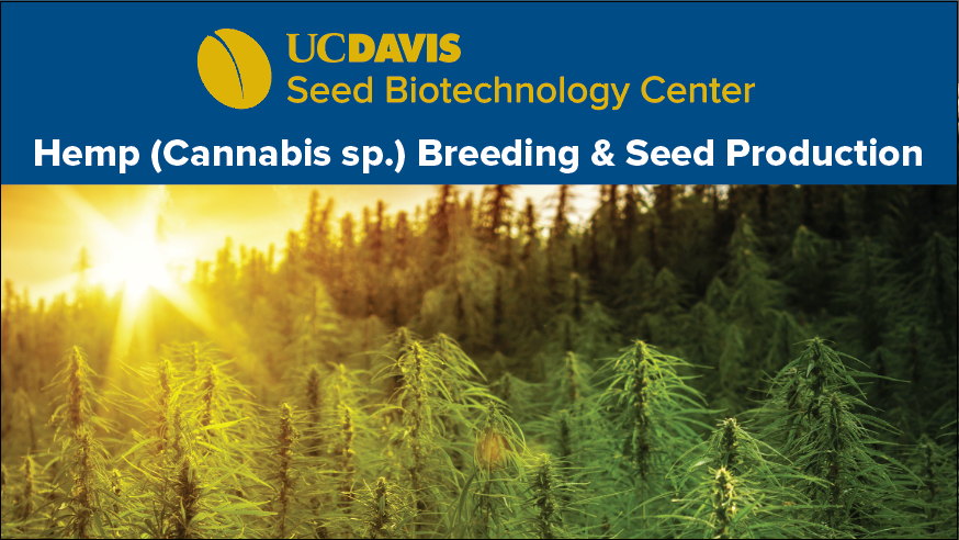 Hemp (Cannabis sp.) Breeding & Seed Production