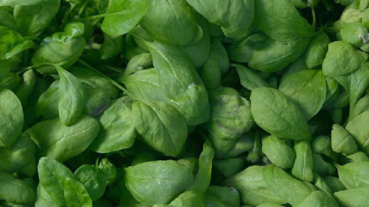 Spinach