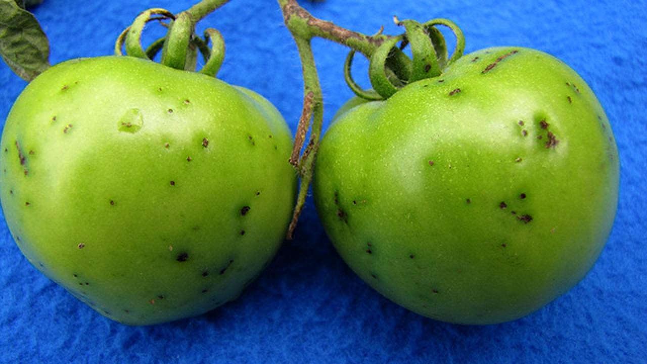 bacterial-speck-fruit-Cornell