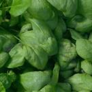 Spinach