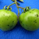 bacterial-speck-fruit-Cornell